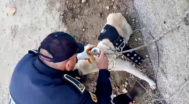 Sulama kanalında düşen köpek kurtarıldı  - Videolu Haber