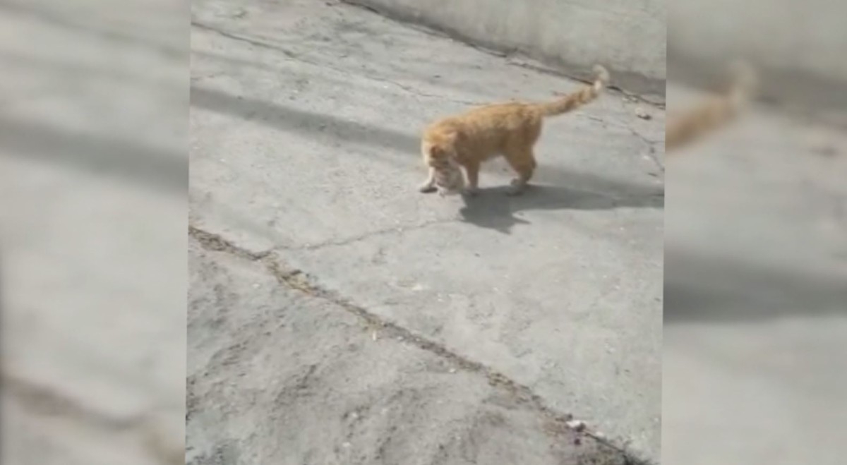 Anne kedi enkazda kalan yavrusunu kurtardı  - Videolu Haber