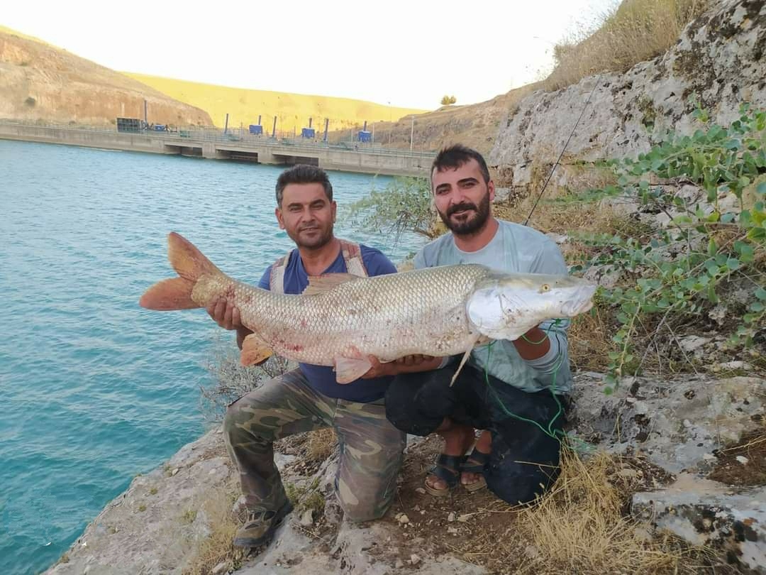 Fırat Nehri'nde balıkçıların oltasına 35 kiloluk Turna balığı takıldı