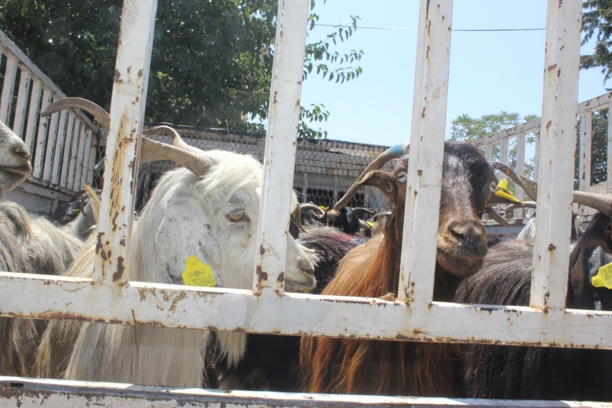 Hayvanları telef olan depremzedelere 124 keçi verildi