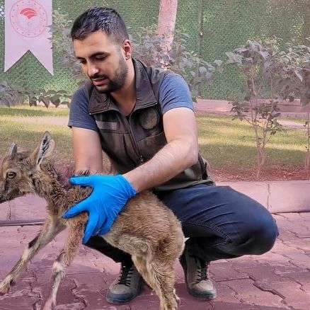 Yaralı halde bulunan yavru dağ keçisi koruma altına alındı