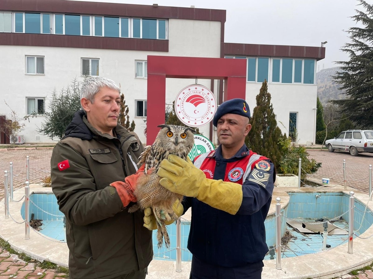 Malatya'da yaralı halde bulunan baykuş koruma altına alındı