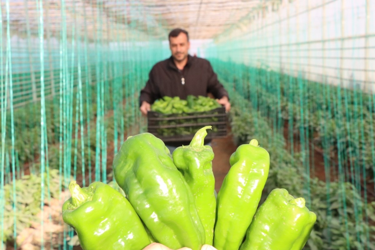 'Toplum Temelli Seracılık' projesinde hasat devam ediyor  - Videolu Haber
